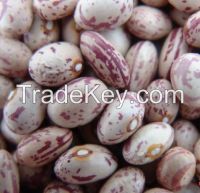 Crop 2014 KIDNEY bean, Long Shape Kidney Bean,Round Shape Kidney Bean