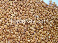 Broomcorn millet,( white,black,red,green,yellow),Millet