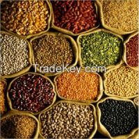 Soya Beans