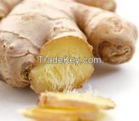 Ginger 