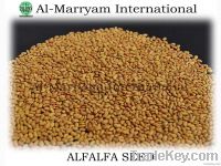 Alfalfa Seed