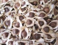 MORINGA SEED, LEAF &amp; POWDER
