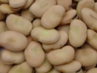 Quality Fava Beans