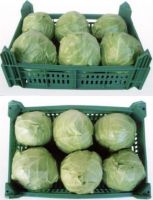 Best Fresh Cabbages