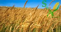 Quality Barley Grain