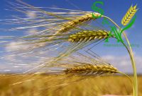 Quality Barley Grain
