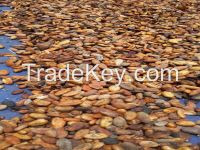 cocoa beans