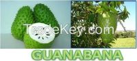 Guanabana