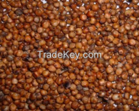 red sorghum 