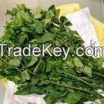Bitter leaves