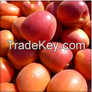 Fresh Quality Apricots