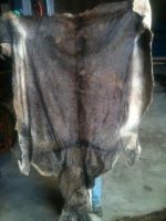 Dry and Wet Salted Donkey hides, Wet salted Donkey / Cow Skin and Cow Hides and Other Animal Skin Avalaible