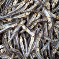 Best Frozen & Dried Anchovy At The Best Price In Russia