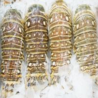 Frozen Lobster / Frozen Lobster Tails / Fresh Live Lobsters