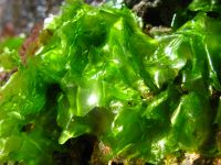 seaweed ulva lactuca sea lettuce  Dried