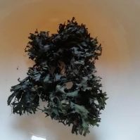 seaweed sea moss /  chondrus crispus / irish moss