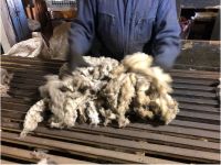 Greasy Wool From Chile