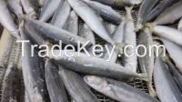 sardines