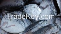 moonfish/Mene maculata