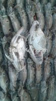 Frozen 3 Spot Whole &amp;amp; Cut Crab
