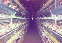 Poultry Equipments