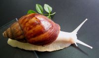 Natural Snail Extract for Cosmetic