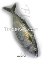 Pakistani Fish