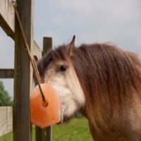 HORSE SALT LICKS