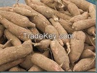 Cassava