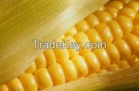 Maize