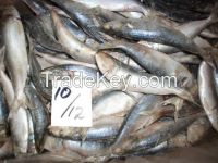 Sardine whole round