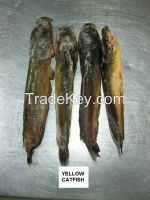 Yellow Catfish