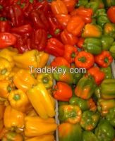 Fresh Capsicum ( red - yellow - green )