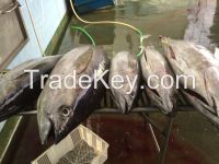 Yellowfin Tuna; Skipjack; Milkfish; Mahi; Hairtail