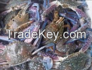 Sea Swimming Crab
