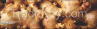 Fresh Ginger For Sale