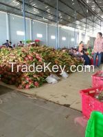 https://cn.tradekey.com/product_view/Best-Quality-Fresh-Dragon-Fruits-From-Vietnam-7572511.html