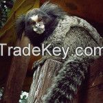 monkeys ( marmosets ), (squirrel monkey) (tamarins) From Thailand