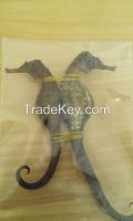 Dried Sea Horse