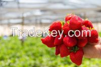 Strawberries