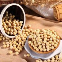 Soybeans &amp;amp; Soybean meal