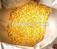 White Corn &amp;amp; Yellow Corn Maize For Sale for Animal &amp;amp; Human consumption