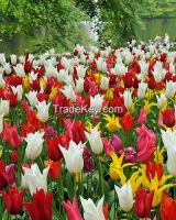 Tulip Maria&#039;s Favorite 