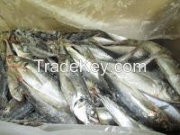 HORSE MACKEREL (Trachurus Trachurus