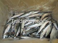 MACKEREL (Scomber Japonicus