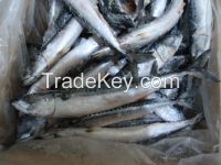 MACKEREL (Scomber Scombrus