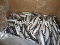 SARDINE (Pilchardus