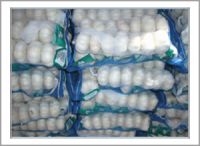 normal white garlic