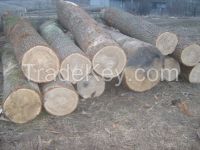 Beech, Ash, Oak logs