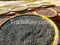 Black Pepper
